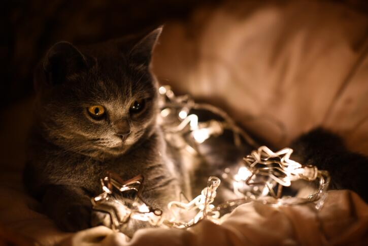 Cat with Christmas Lights