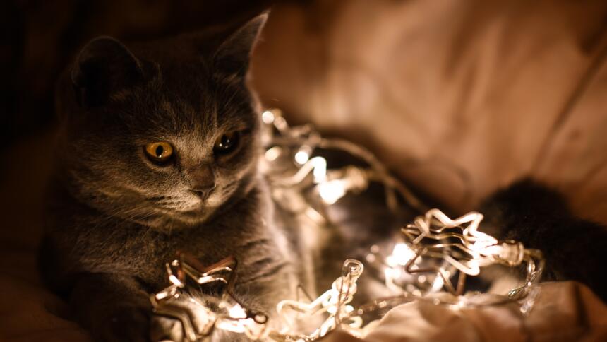 Cat with Christmas Lights
