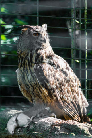 Seeadler sitzt auf Ast und sieht in Ferne