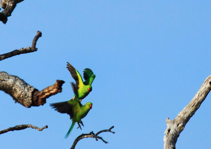 2 grüne Papageien mit rotem Schnabel in der Luft
