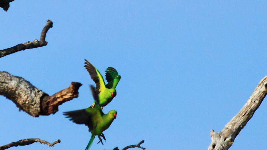 2 grüne Papageien mit rotem Schnabel in der Luft