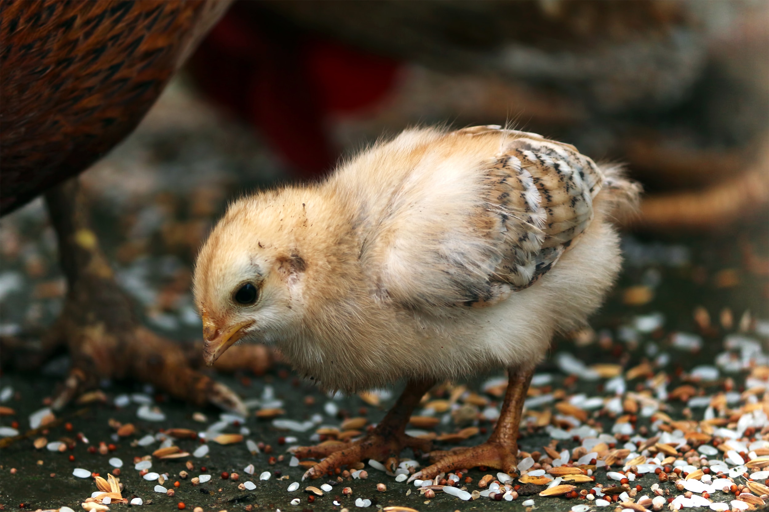 Ein Vogelküken ist zu sehen.