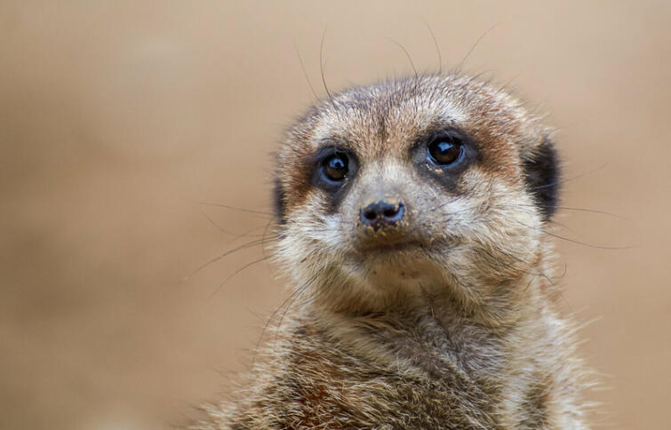Das Portait eines Erdmännchens (Foto)