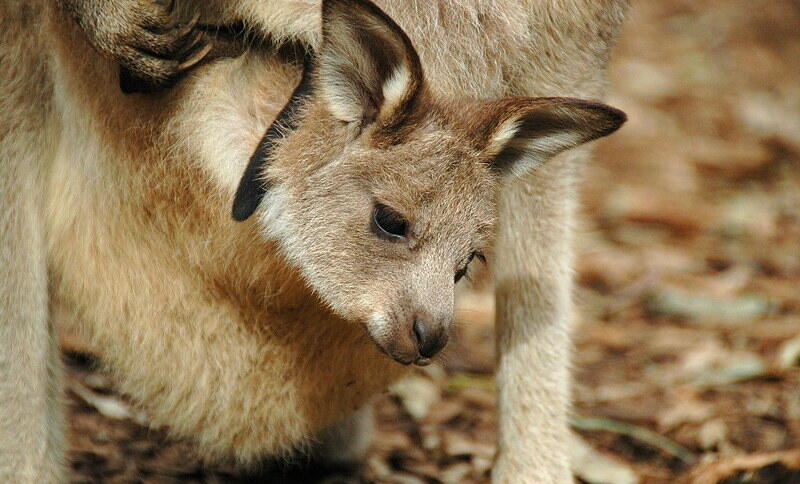 Ein Kangurubaby in Nahaufnahme. Es ist noch im Beutel seiner Mutter, hat aber schon Fell und steckt den Kopf heraus.