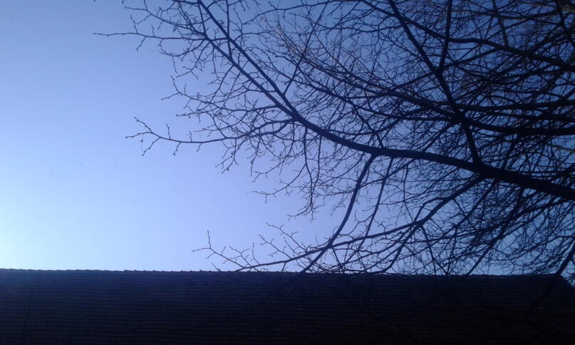 Baum vor Himmel