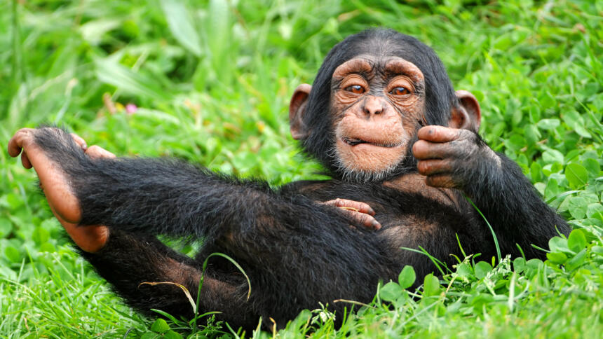 Ein Baby Schimpanse, der auf dem Rücken im Gras liegt.
