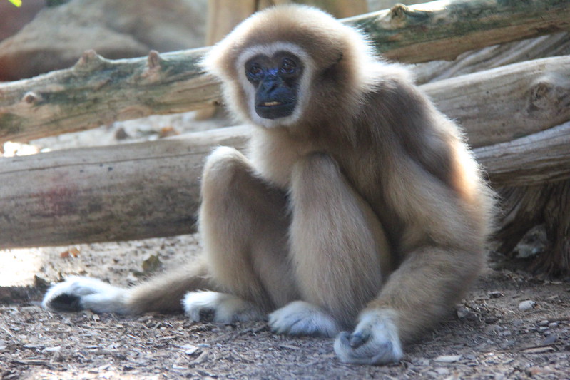 Ein Affe, der auf dem Boden sitzt und die Arme hängen lässt.