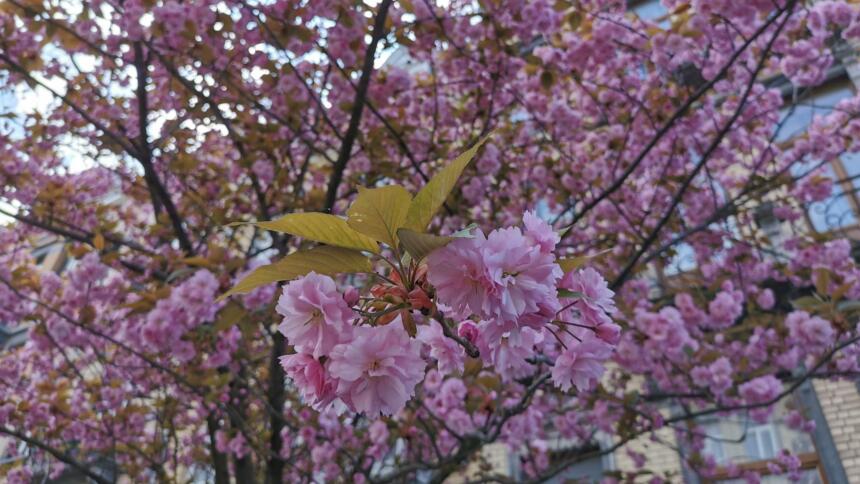 Kirschblüten in Brüssel