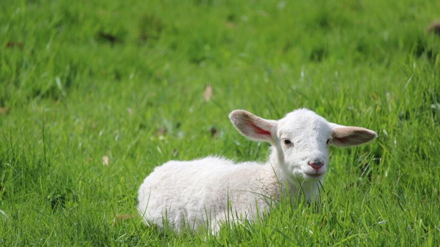 Ein Lamm liegt im Gras.