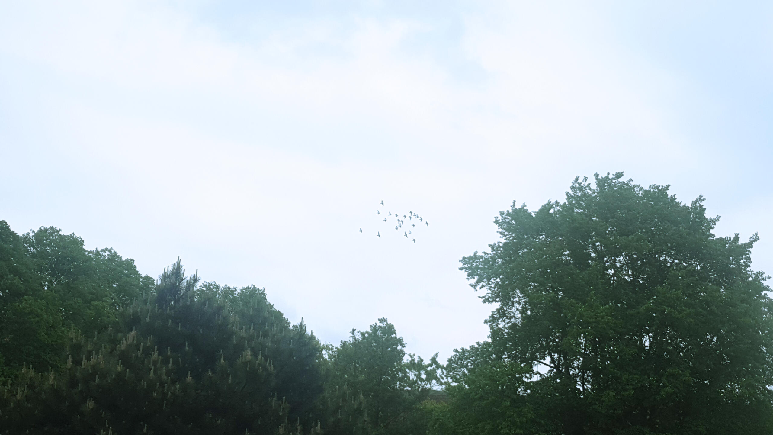 Himmel mit Bäumen und ein paar Vögeln.