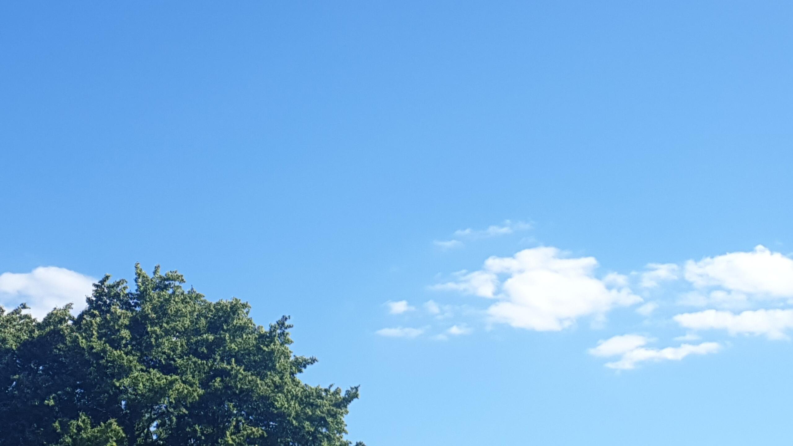 Blauer Himmel mit Wölkchen und grüner Baumkrone