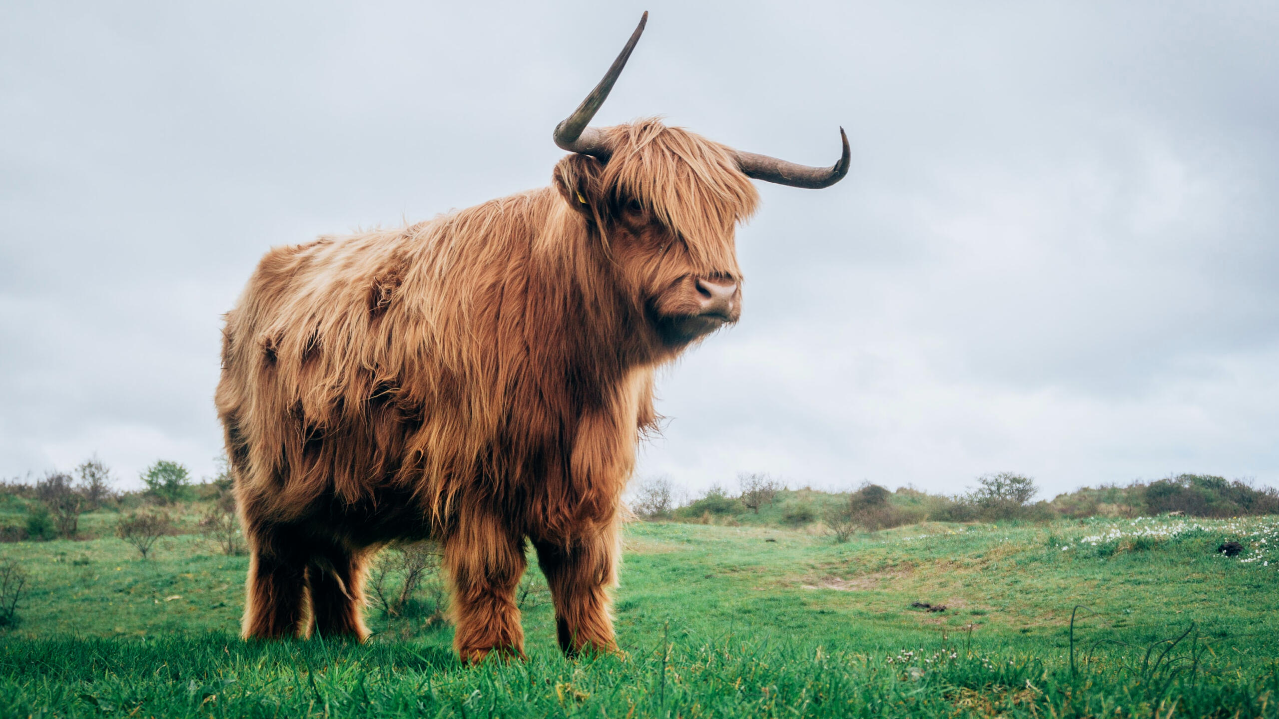 Schottisches Hochlandrind steht majestätisch auf einer Wiese mit düsterem Himmel.