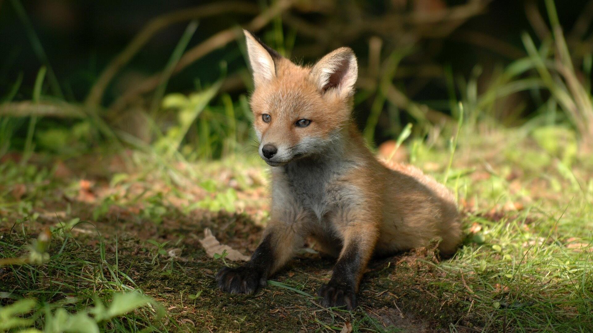 Fuchs auf dem Waldboden