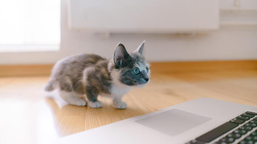 Ein Kätzchen sitzt auf dem Fußboden vor einem Laptop