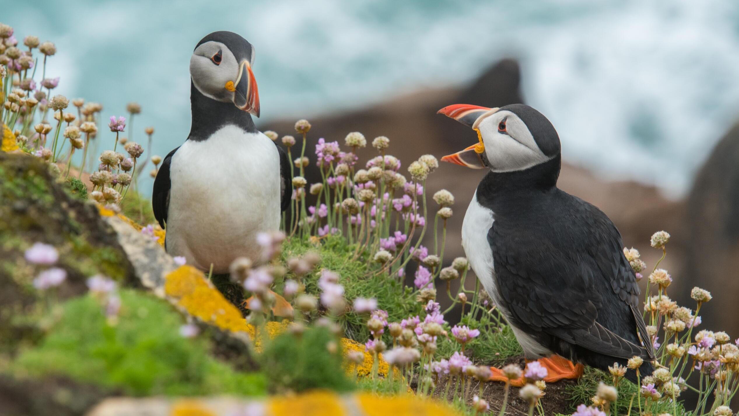Zwei papageienartige Vögel stehen in etwas Anstand zwischen Blumen auf einer Wiese. Der eine hat den Schnabel geöffnet und scheint den anderen anzuschreien.