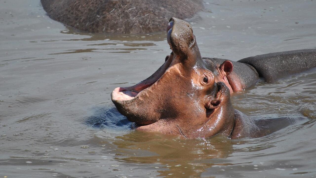 Sehr fröhliches Baby-Nilpferd