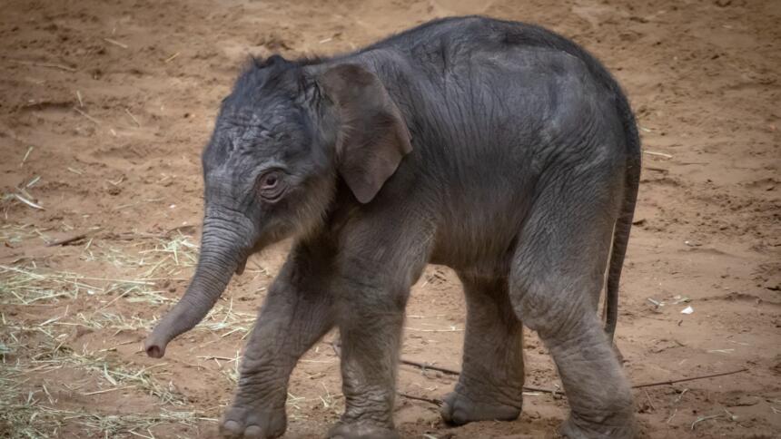 Ein Baby-Elefant im Schlamm