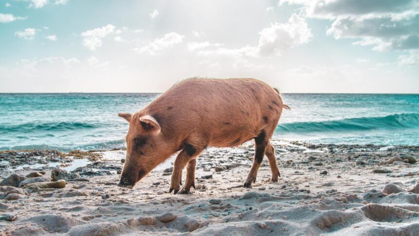 Schweinchen am Strand