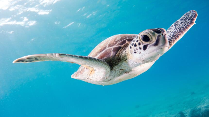 Meeresschildkröte unter Wasser