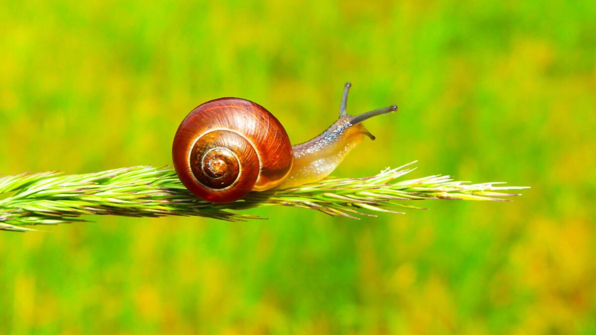 Breitbandausbau im Schneckentempo