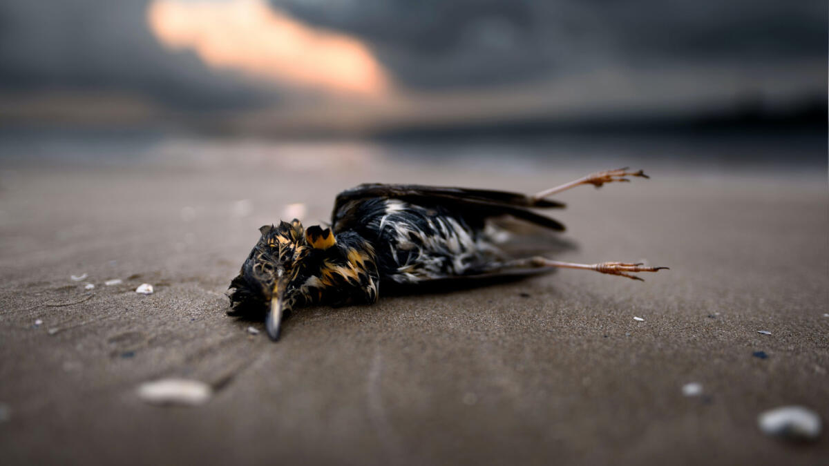 Toter Vogel liegt auf Straße