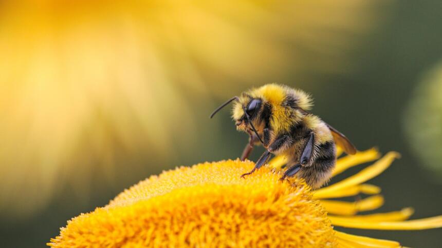 Eine Biene sitzt auf einer gelben Blume.