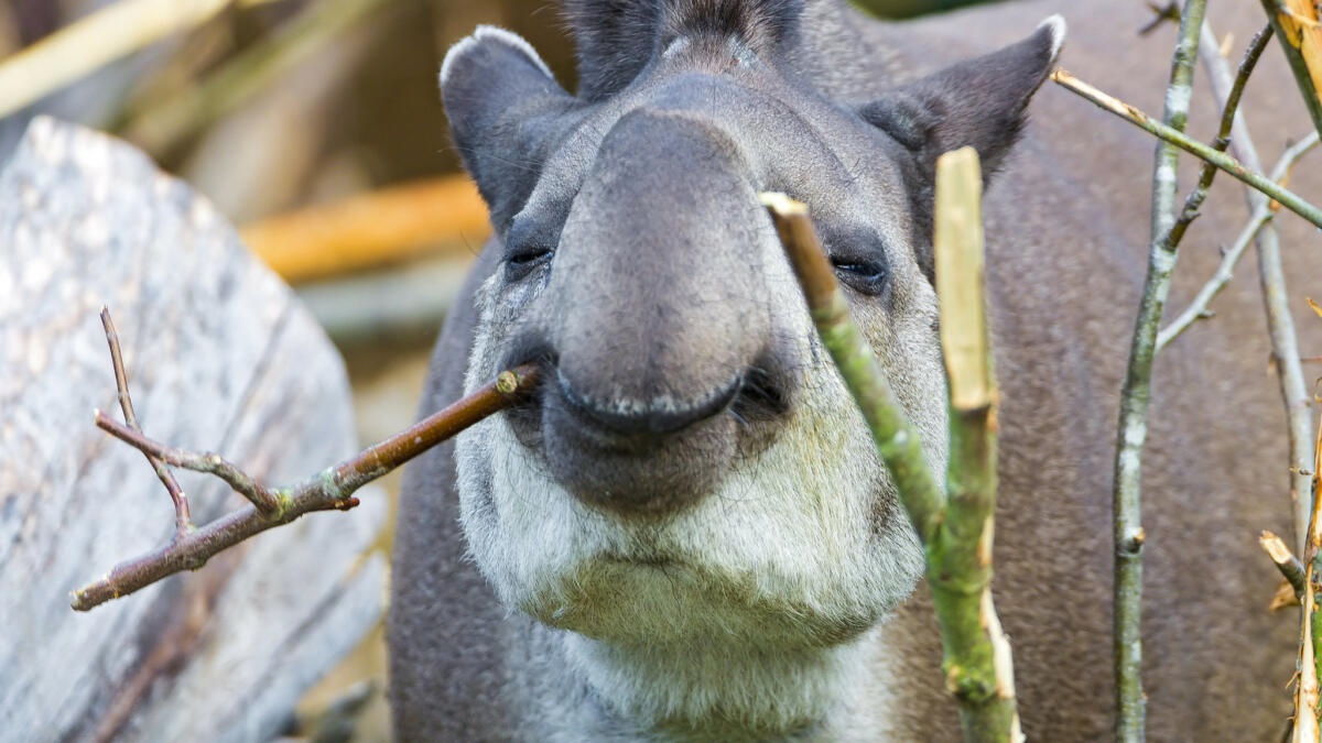 Süßes Tapir