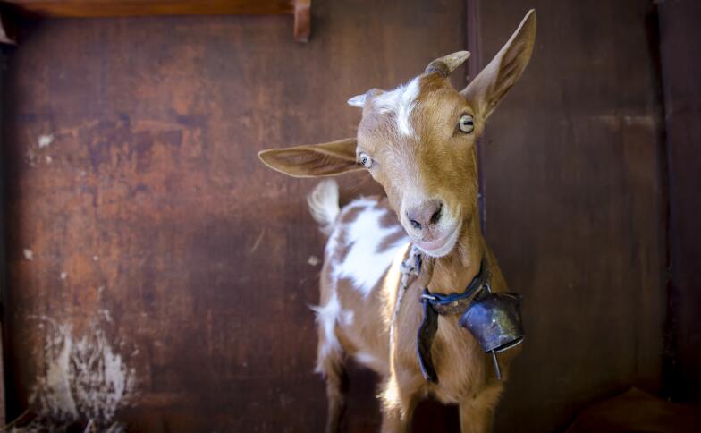 Eine braune Ziege mit weißen Flecken und einer blauen Glocke um den Hals schaut in die Kamera.