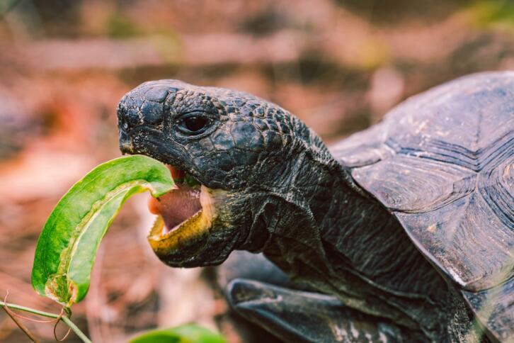 Eine Schildkröte beißt herzhaft in ein Blatt.