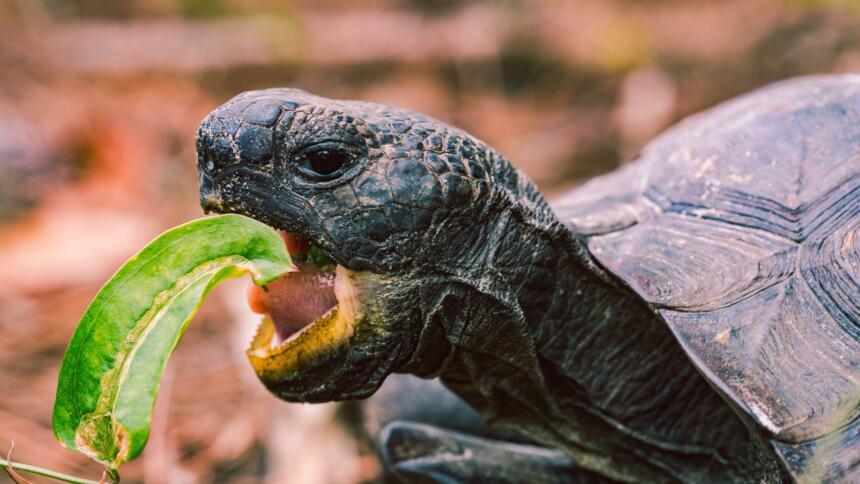 Eine Schildkröte beißt herzhaft in ein Blatt.