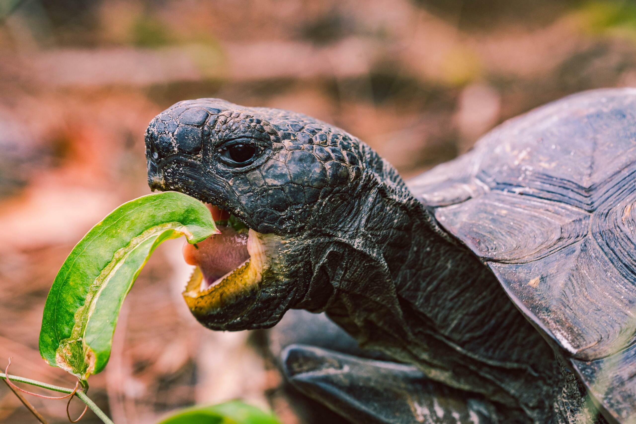Eine Schildkröte beißt herzhaft in ein Blatt.