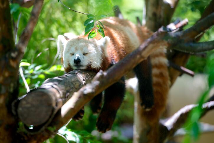Ein roter Panda schläft auf einem Baum.