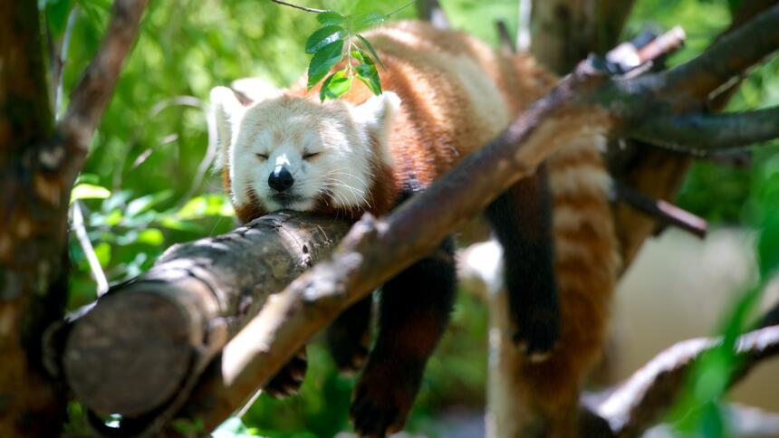 Ein roter Panda schläft auf einem Baum.