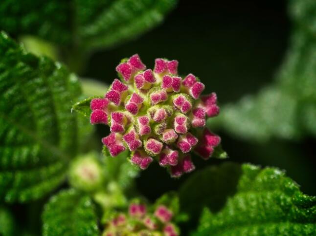 wandelroeschen statt corona-virus