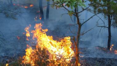 Bodenfeuer neben einer jungen Eiche in Brandenburg