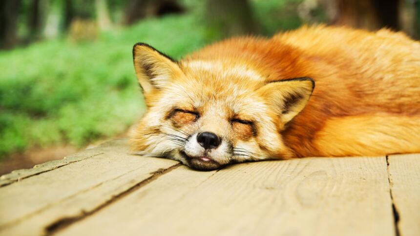Fuchs schläft.