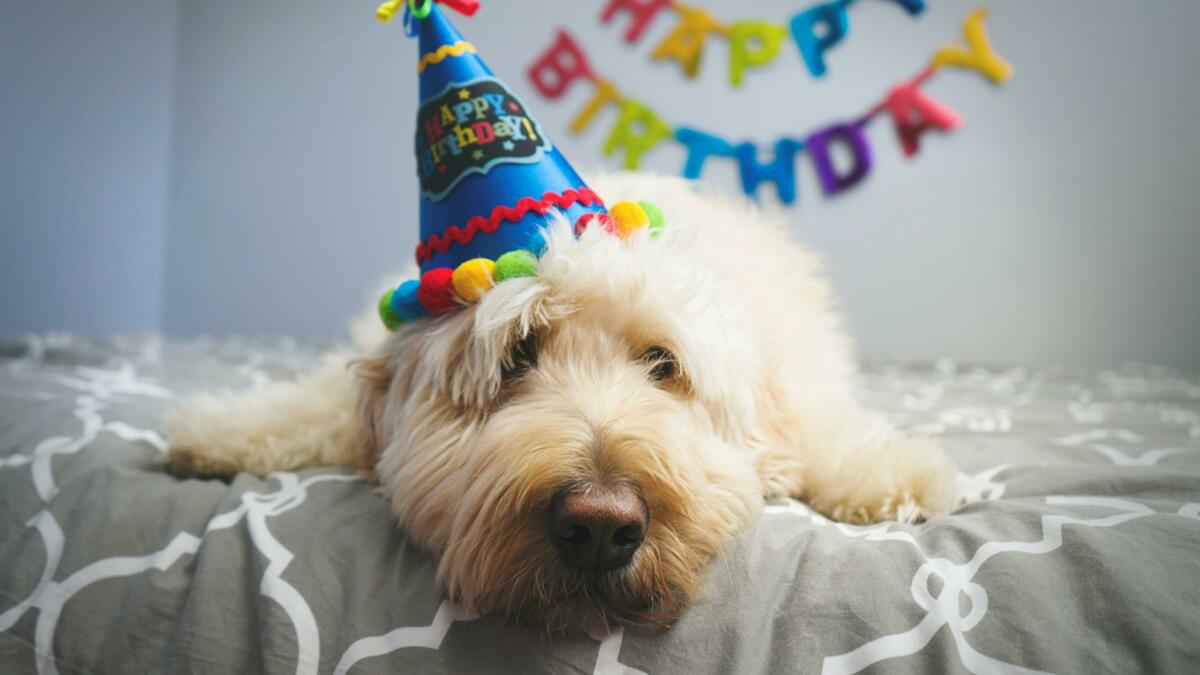 Verkleideter Hund mit Partyhut