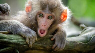 ein Affe mit erschrockenem Gesicht