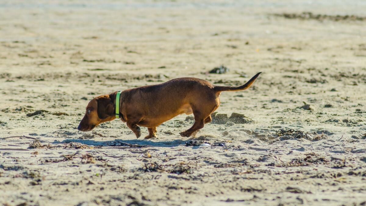 Spürhund am Strand