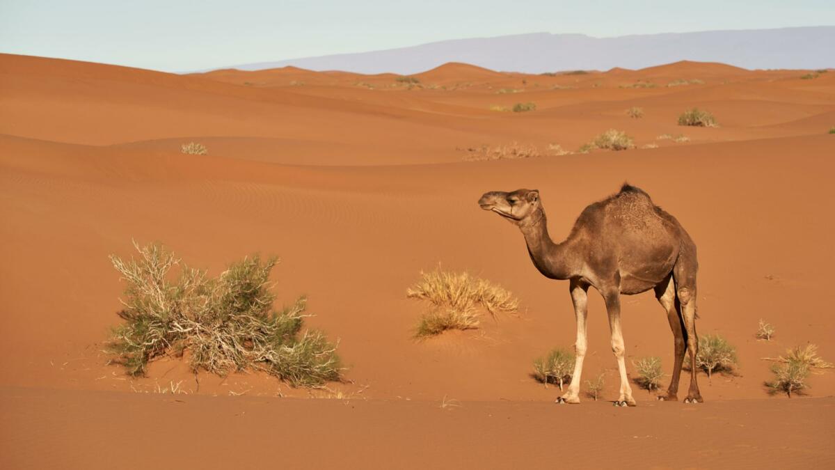 Kamel in der Wüste