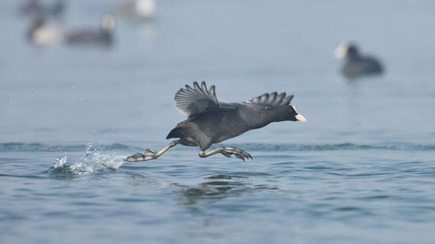 Ente rennt übers Wasser