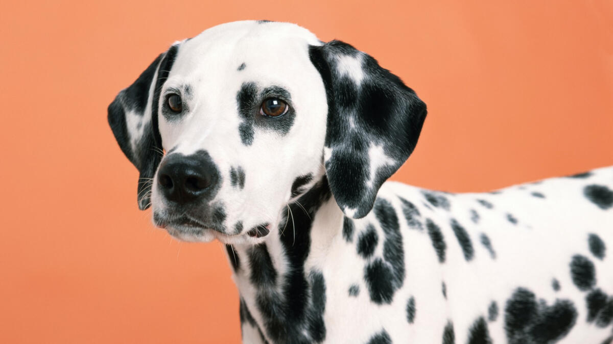 Ein süßer Dalmatiner vor einem orangen Hintergrund.