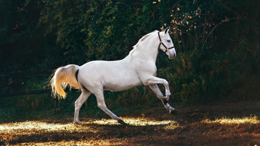 Weißes, galoppierendes Pferd