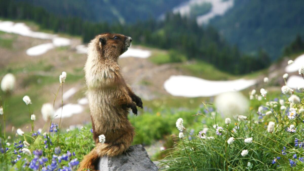 murmeltier in den bergen