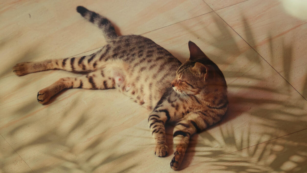 Eine getigerte Katze sonnt sich.