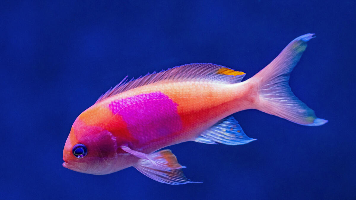 Ein bunter Fisch schwimmt.