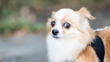 Vor verschwommenem Hintergrund ist ein brauch-weisser, langhaariger Chihuahua mit scheinbar skeptischem Gesichtsausdruck zu sehen