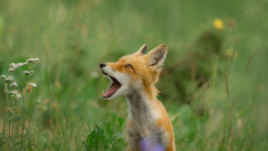 Fuchsjunges auf einer Lichtung, schaut nach links mit geöffnetem Mund