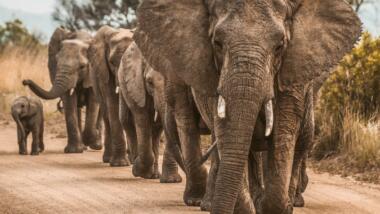 Eine Gruppe Elefanten läuft hintereinander