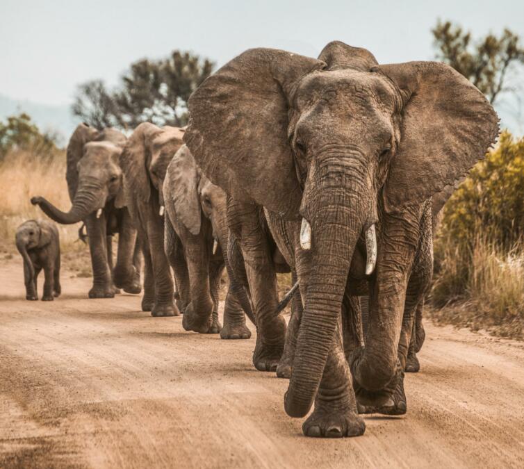 Eine Gruppe Elefanten läuft hintereinander